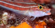 triplefin_striped_hd_lan_h_0042_tha0358.jpg